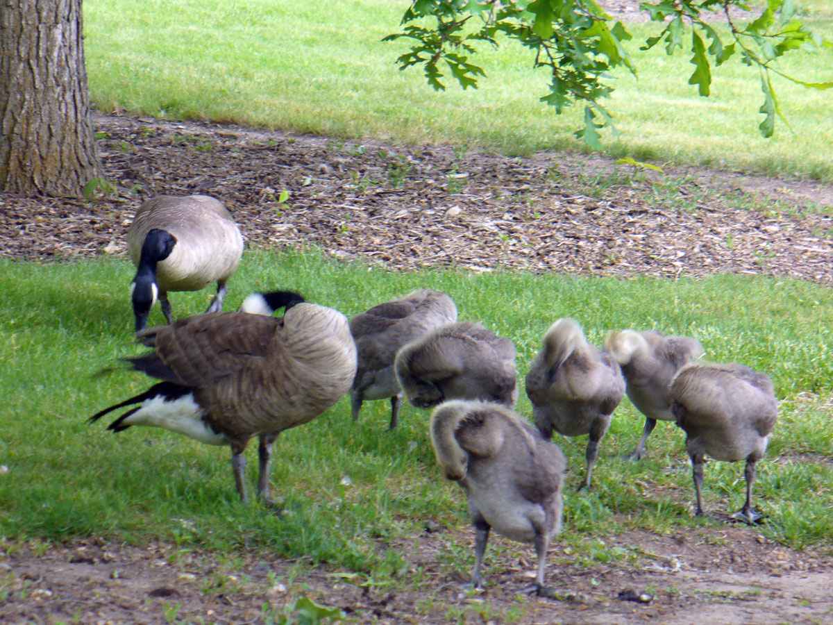geese with babies by Susan Fluegel